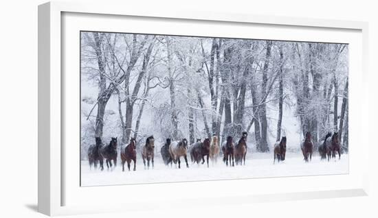 Rf- Quarter Horses Running In Snow At Ranch, Shell, Wyoming, USA, February-Carol Walker-Framed Photographic Print