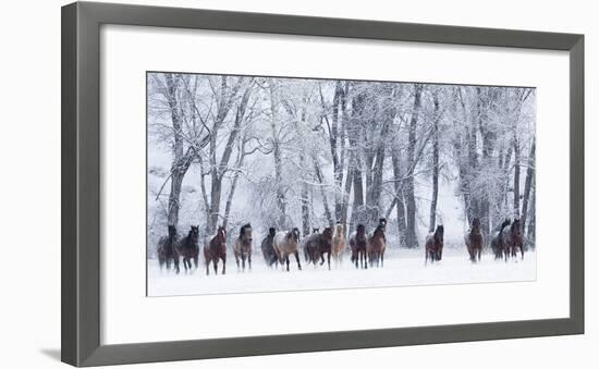 Rf- Quarter Horses Running In Snow At Ranch, Shell, Wyoming, USA, February-Carol Walker-Framed Photographic Print