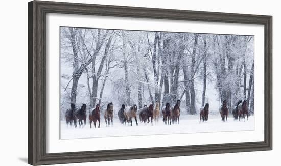 Rf- Quarter Horses Running In Snow At Ranch, Shell, Wyoming, USA, February-Carol Walker-Framed Premium Photographic Print