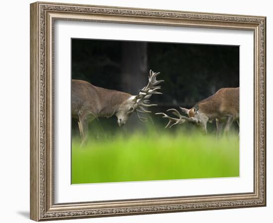 RF - Red deer (Cervus elaphus) stags fighting, Holkham Park, Norfolk, England, UK-Ernie Janes-Framed Photographic Print