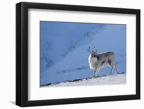 RF - Reindeer (Rangifer tarandus) on a snowy ridge, Svalbard, Norway, April-Danny Green-Framed Photographic Print