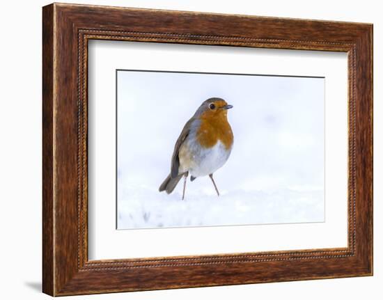 RF - Robin (Erithacus rubecula) in the snow, Broxwater, Cornwall, UK. March.-Ross Hoddinott-Framed Photographic Print