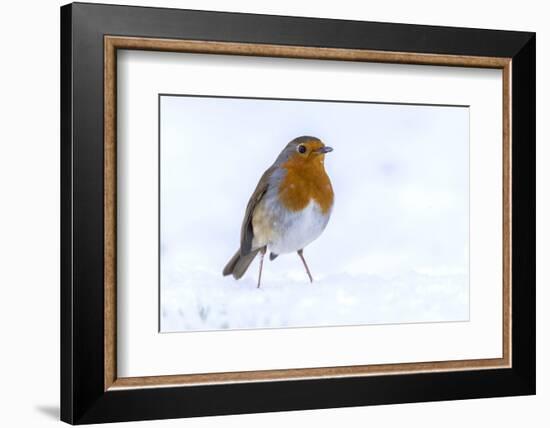 RF - Robin (Erithacus rubecula) in the snow, Broxwater, Cornwall, UK. March.-Ross Hoddinott-Framed Photographic Print