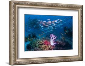 RF - Shoal of Slender pinjalo snappers swimming over coral reef. West Papua, Indonesia-Georgette Douwma-Framed Photographic Print