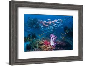 RF - Shoal of Slender pinjalo snappers swimming over coral reef. West Papua, Indonesia-Georgette Douwma-Framed Photographic Print
