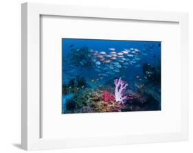 RF - Shoal of Slender pinjalo snappers swimming over coral reef. West Papua, Indonesia-Georgette Douwma-Framed Photographic Print