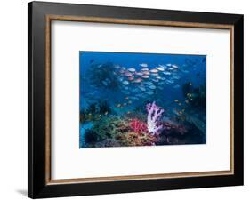 RF - Shoal of Slender pinjalo snappers swimming over coral reef. West Papua, Indonesia-Georgette Douwma-Framed Photographic Print