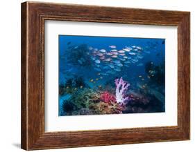 RF - Shoal of Slender pinjalo snappers swimming over coral reef. West Papua, Indonesia-Georgette Douwma-Framed Photographic Print