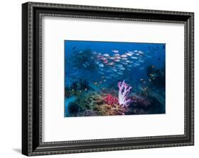 RF - Shoal of Slender pinjalo snappers swimming over coral reef. West Papua, Indonesia-Georgette Douwma-Framed Photographic Print