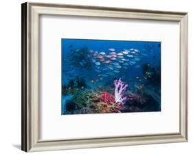 RF - Shoal of Slender pinjalo snappers swimming over coral reef. West Papua, Indonesia-Georgette Douwma-Framed Photographic Print