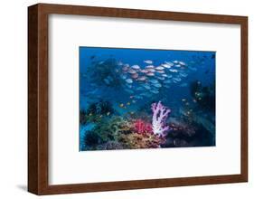 RF - Shoal of Slender pinjalo snappers swimming over coral reef. West Papua, Indonesia-Georgette Douwma-Framed Photographic Print