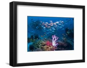 RF - Shoal of Slender pinjalo snappers swimming over coral reef. West Papua, Indonesia-Georgette Douwma-Framed Photographic Print