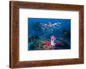 RF - Shoal of Slender pinjalo snappers swimming over coral reef. West Papua, Indonesia-Georgette Douwma-Framed Photographic Print