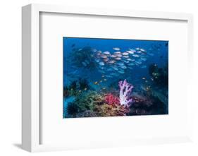 RF - Shoal of Slender pinjalo snappers swimming over coral reef. West Papua, Indonesia-Georgette Douwma-Framed Photographic Print
