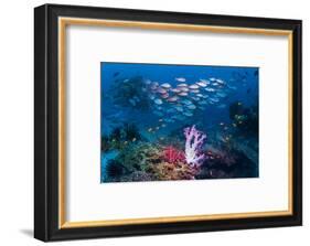 RF - Shoal of Slender pinjalo snappers swimming over coral reef. West Papua, Indonesia-Georgette Douwma-Framed Photographic Print