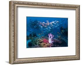 RF - Shoal of Slender pinjalo snappers swimming over coral reef. West Papua, Indonesia-Georgette Douwma-Framed Photographic Print