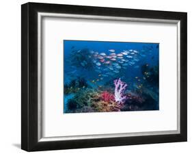 RF - Shoal of Slender pinjalo snappers swimming over coral reef. West Papua, Indonesia-Georgette Douwma-Framed Photographic Print
