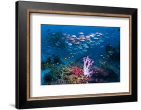 RF - Shoal of Slender pinjalo snappers swimming over coral reef. West Papua, Indonesia-Georgette Douwma-Framed Photographic Print