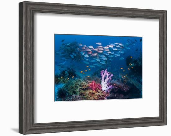 RF - Shoal of Slender pinjalo snappers swimming over coral reef. West Papua, Indonesia-Georgette Douwma-Framed Photographic Print