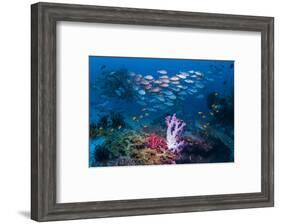 RF - Shoal of Slender pinjalo snappers swimming over coral reef. West Papua, Indonesia-Georgette Douwma-Framed Photographic Print