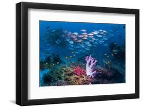 RF - Shoal of Slender pinjalo snappers swimming over coral reef. West Papua, Indonesia-Georgette Douwma-Framed Photographic Print