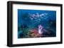RF - Shoal of Slender pinjalo snappers swimming over coral reef. West Papua, Indonesia-Georgette Douwma-Framed Photographic Print