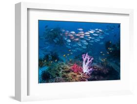 RF - Shoal of Slender pinjalo snappers swimming over coral reef. West Papua, Indonesia-Georgette Douwma-Framed Photographic Print
