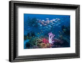 RF - Shoal of Slender pinjalo snappers swimming over coral reef. West Papua, Indonesia-Georgette Douwma-Framed Photographic Print