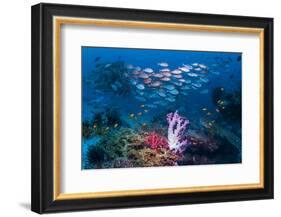 RF - Shoal of Slender pinjalo snappers swimming over coral reef. West Papua, Indonesia-Georgette Douwma-Framed Photographic Print