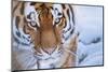 RF - Siberian tiger (Panthera tigris altaica) in snow, captive.-Edwin Giesbers-Mounted Photographic Print