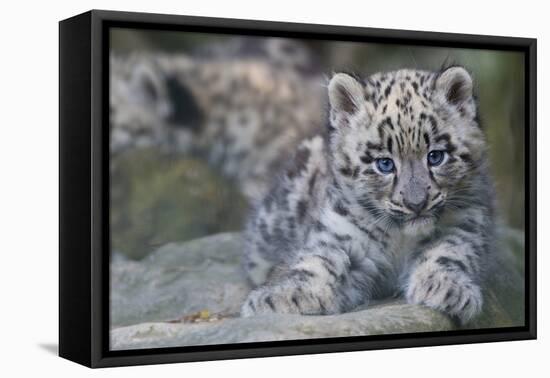 RF - Snow leopard (Panthera uncia) cub age three months, captive-Edwin Giesbers-Framed Premier Image Canvas
