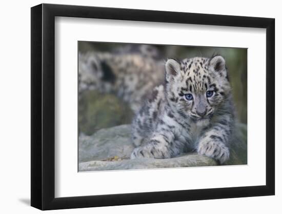 RF - Snow leopard (Panthera uncia) cub age three months, captive-Edwin Giesbers-Framed Photographic Print