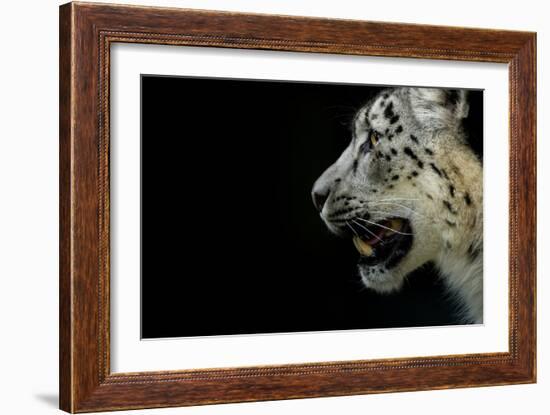 RF - Snow leopard (Panthera uncia)  female,  captive-Edwin Giesbers-Framed Photographic Print