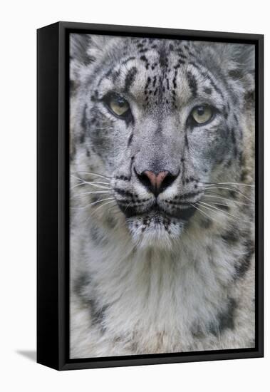 RF - Snow leopard (Panthera uncia) female, portrait, captive-Edwin Giesbers-Framed Premier Image Canvas