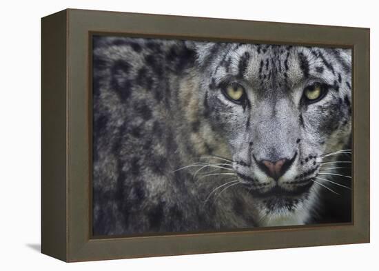 RF - Snow leopard (Panthera uncia) portrait, captive-Edwin Giesbers-Framed Premier Image Canvas