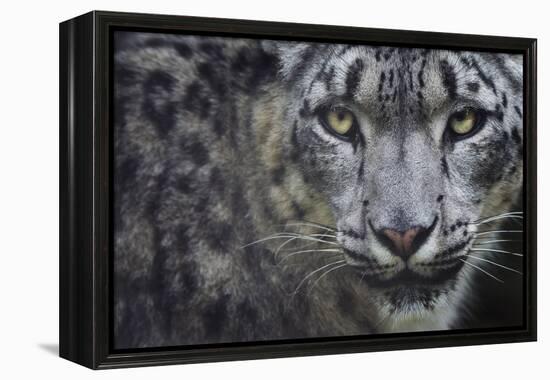 RF - Snow leopard (Panthera uncia) portrait, captive-Edwin Giesbers-Framed Premier Image Canvas