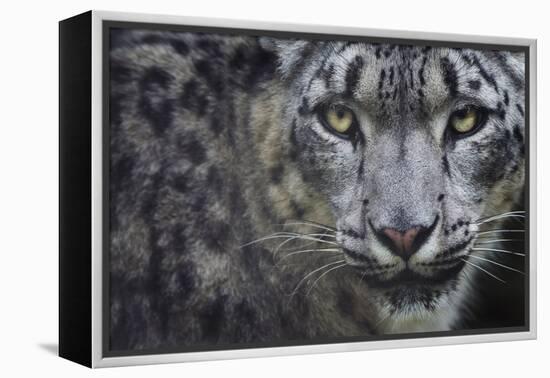 RF - Snow leopard (Panthera uncia) portrait, captive-Edwin Giesbers-Framed Premier Image Canvas