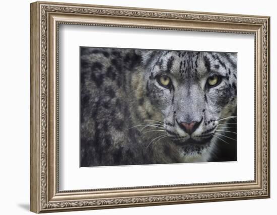 RF - Snow leopard (Panthera uncia) portrait, captive-Edwin Giesbers-Framed Photographic Print