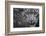 RF - Snow leopard (Panthera uncia) portrait, captive-Edwin Giesbers-Framed Photographic Print