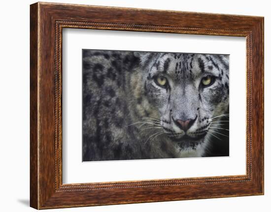 RF - Snow leopard (Panthera uncia) portrait, captive-Edwin Giesbers-Framed Photographic Print