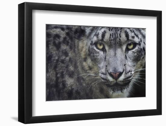 RF - Snow leopard (Panthera uncia) portrait, captive-Edwin Giesbers-Framed Photographic Print