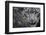 RF - Snow leopard (Panthera uncia) portrait, captive-Edwin Giesbers-Framed Photographic Print