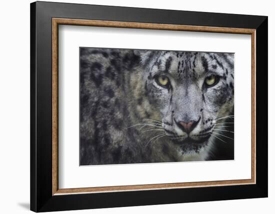 RF - Snow leopard (Panthera uncia) portrait, captive-Edwin Giesbers-Framed Photographic Print