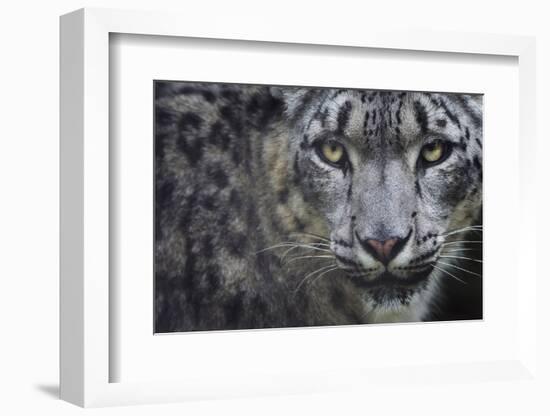 RF - Snow leopard (Panthera uncia) portrait, captive-Edwin Giesbers-Framed Photographic Print