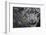 RF - Snow leopard (Panthera uncia) portrait, captive-Edwin Giesbers-Framed Photographic Print