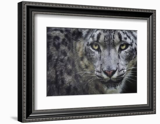 RF - Snow leopard (Panthera uncia) portrait, captive-Edwin Giesbers-Framed Photographic Print