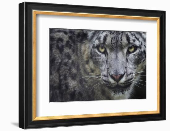 RF - Snow leopard (Panthera uncia) portrait, captive-Edwin Giesbers-Framed Photographic Print