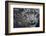 RF - Snow leopard (Panthera uncia) portrait, captive-Edwin Giesbers-Framed Photographic Print