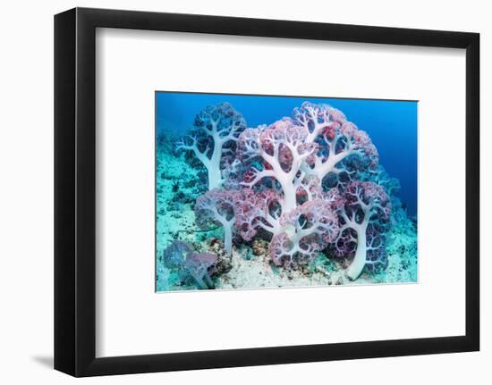 RF - Soft coral (Dendronephthya sp.) growing on sea bed. West Papua, Indonesia-Georgette Douwma-Framed Photographic Print