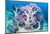 RF - Soft coral (Dendronephthya sp.) growing on sea bed. West Papua, Indonesia-Georgette Douwma-Mounted Photographic Print